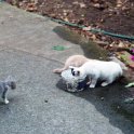 Kittens on the Patio